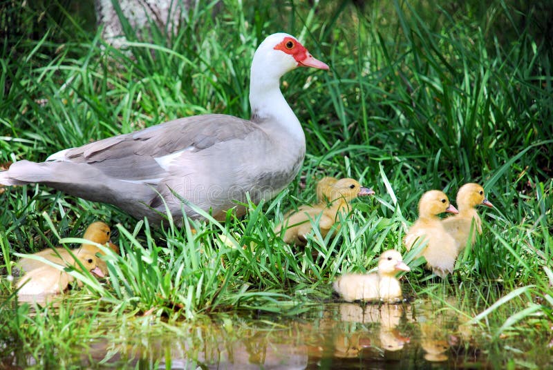 Wild Duck with Ducklings