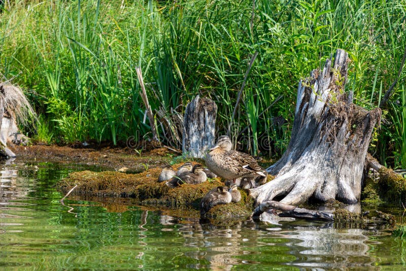 Wild duck with ducklings resting on a summer day in an old tree in the swamp. The concept of protection of wild animals stock photos Wild duck with ducklings resting on a summer day in an old tree in the swamp. The concept of protection of wild animals stock photos