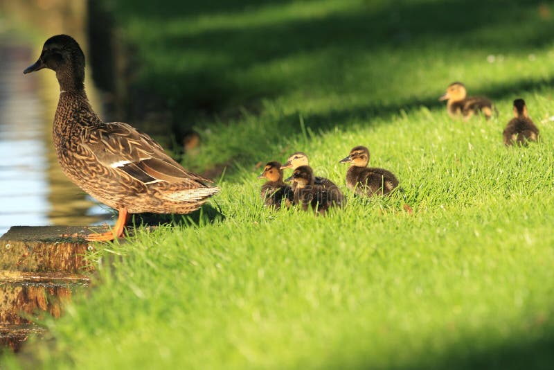 Wild duck family