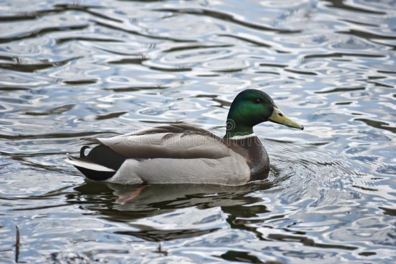 Wild duck floating in water