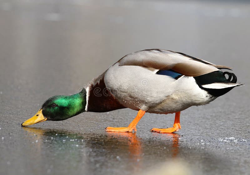 Wild duck on ice