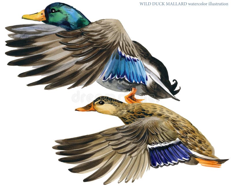 Wild duck mallard watercolor illustration.