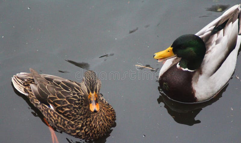 Wild duck pair stock photography Wild duck pair stock photography
