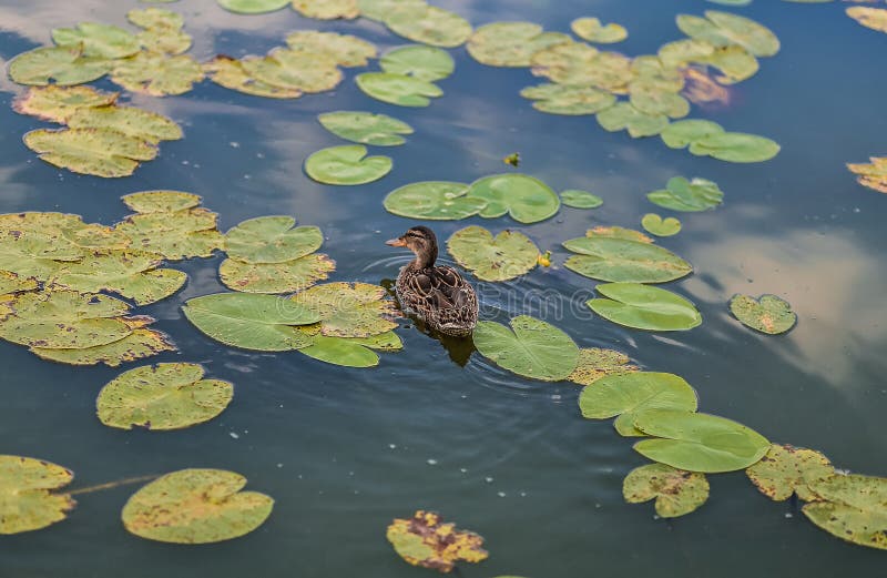 Park Forest Ducks Autumn Nature Beautiful Birds Ducklings Lake Pond ...