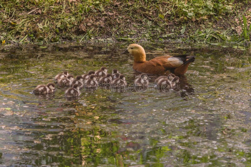 Wild duck Ruddy Shelduck and her 14 funny chicks swim in the pond on a sunny spring day