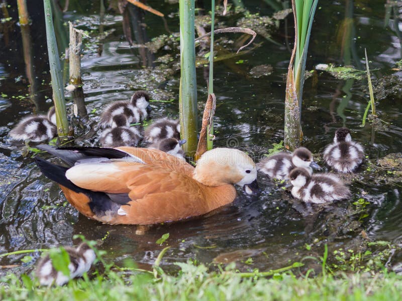 Wild duck Ruddy Shelduck and her funny chicks swim in the pond on a sunny spring day