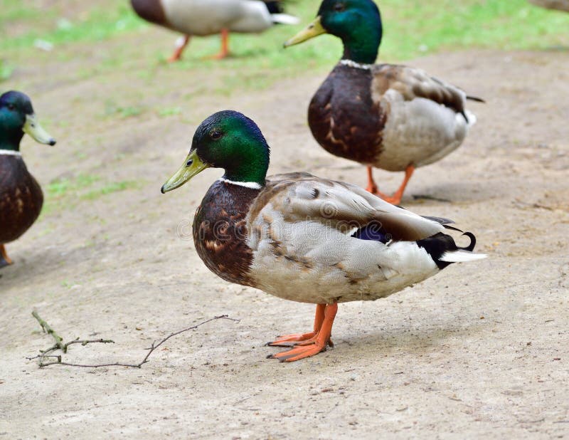 Male Wild Duck Staying on the Ground Stock Image Image of fauna