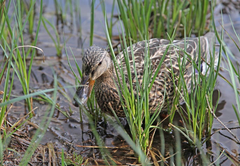 Wild duck on tarn Vrbicke pleso