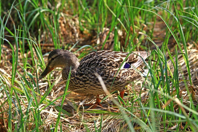 Wild duck on tarn Vrbicke pleso