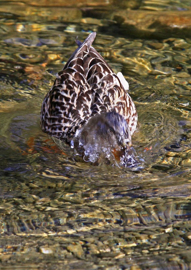 Wild duck on tarn Vrbicke pleso