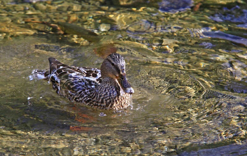 Wild duck on tarn Vrbicke pleso