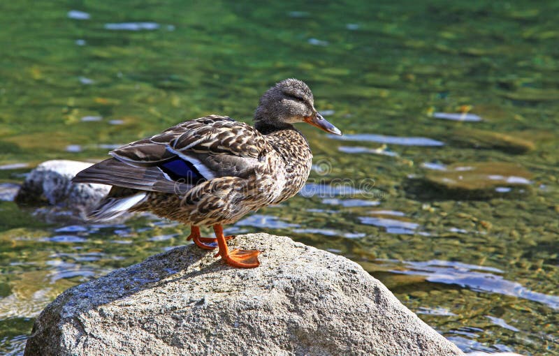 Wild duck on tarn Vrbicke pleso