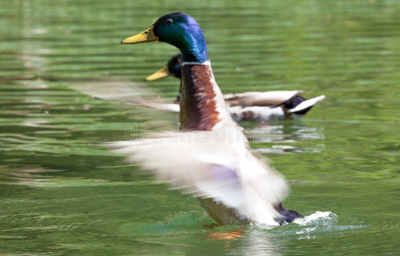 Wild duck