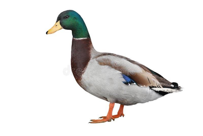 Wild duck