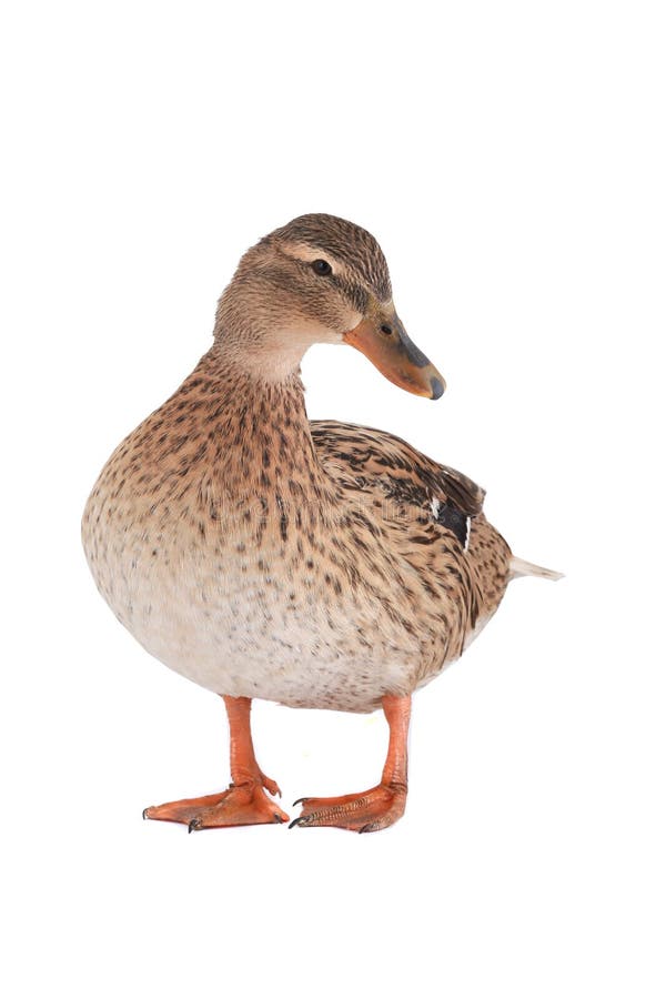 Wild duck