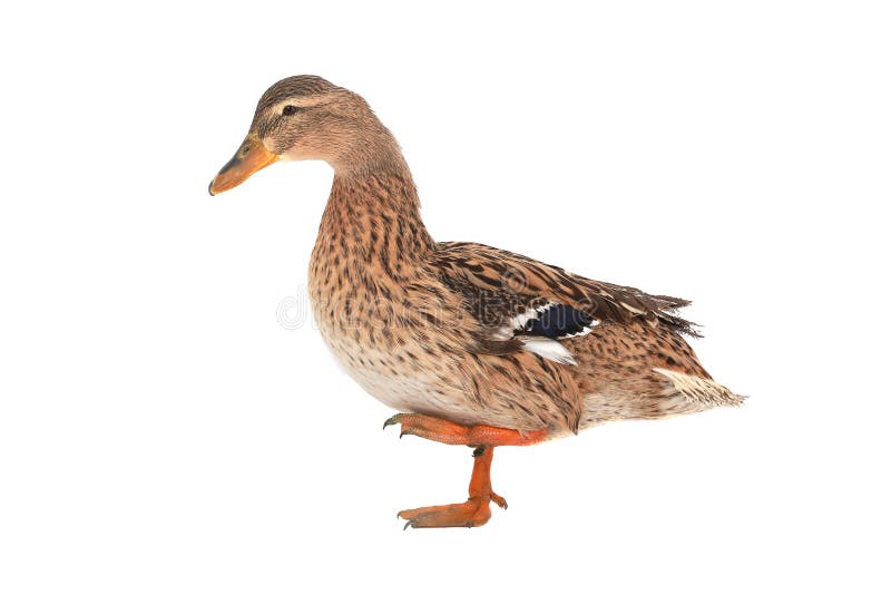 Wild duck