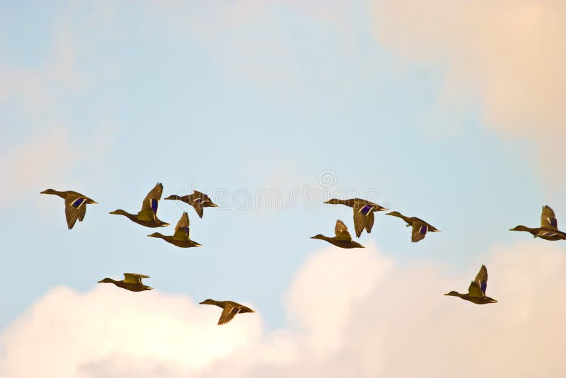 Wild ducks flying