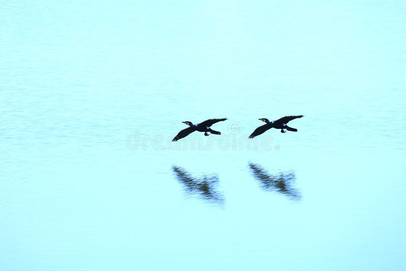 Wild ducks flying on river