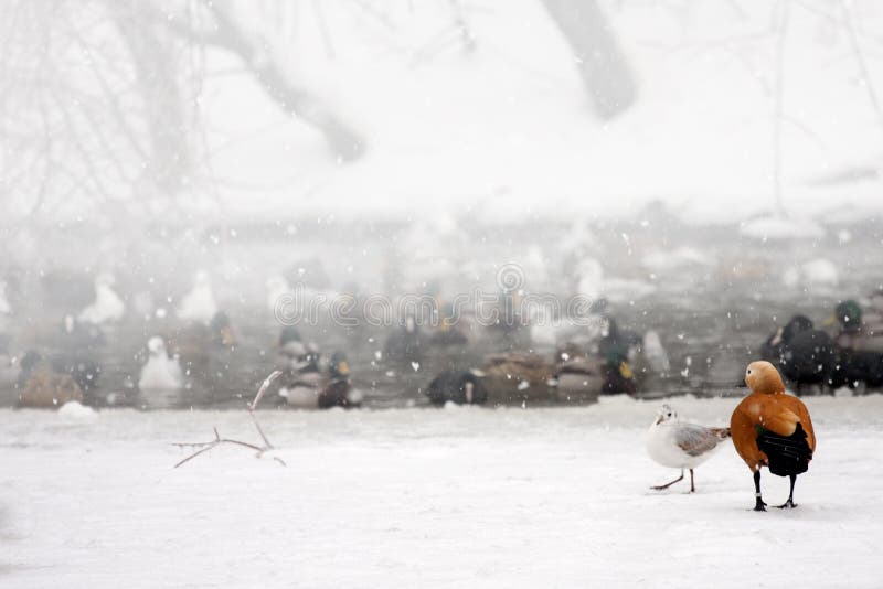 Wild Ducks on frozen snow winter lake landscape.