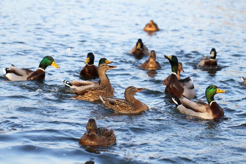 Wild ducks in the lake