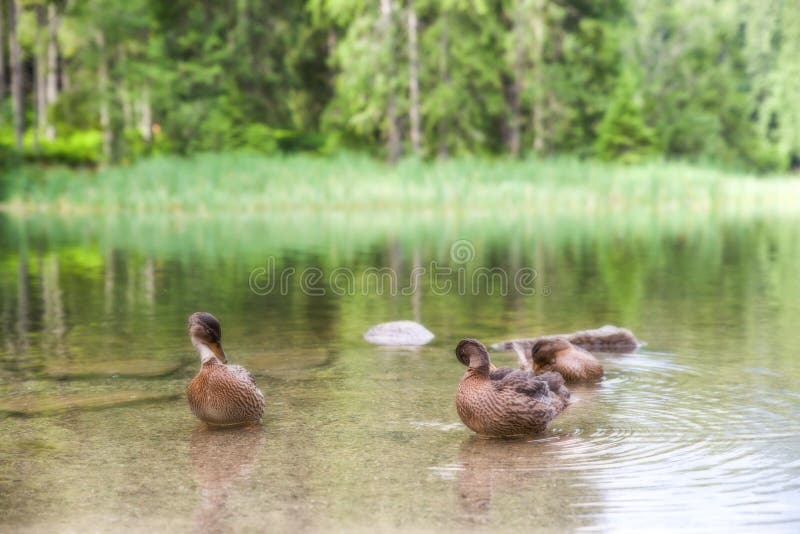 Wild ducks on lake