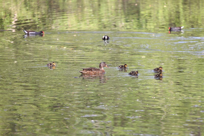Wild ducks in the park in spring time. Mallard Duck in nature in the lake. Cover photo with ducks. Duck swimming with her baby duc royalty free stock photos Wild ducks in the park in spring time. Mallard Duck in nature in the lake. Cover photo with ducks. Duck swimming with her baby duc royalty free stock photos