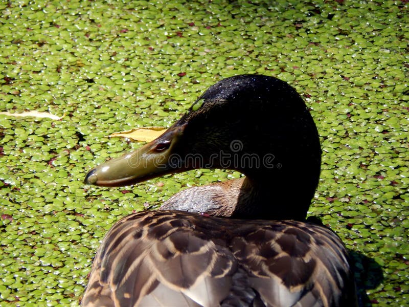 Wild ducks on a pond stock photo. Image of duck, natural 97179062