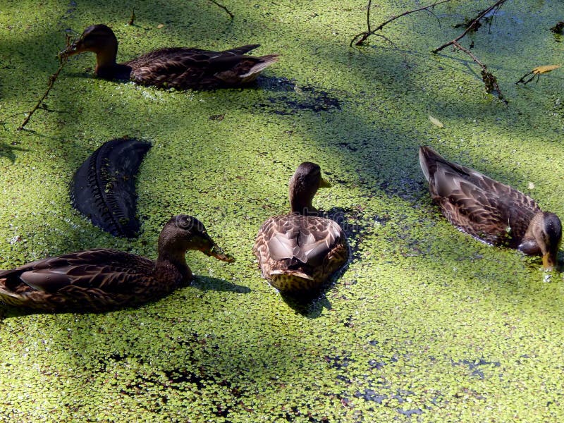 Wild ducks on a pond stock photo. Image of green, nature 97179226