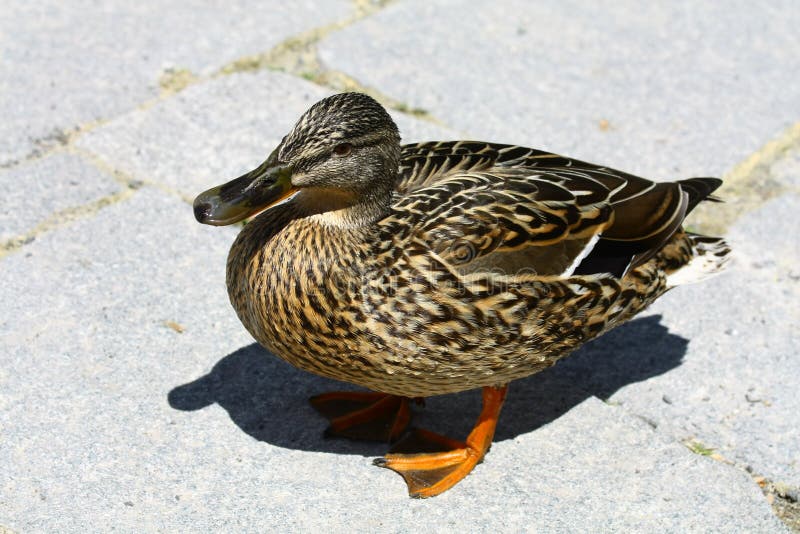 Ducks at Strbske pleso