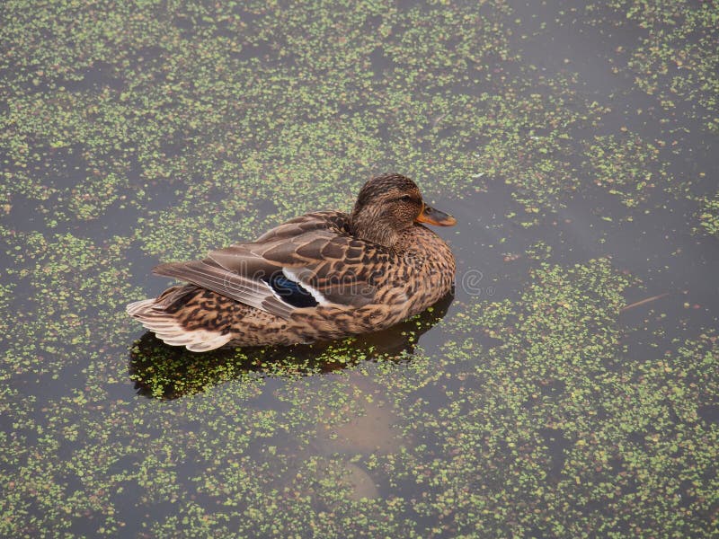 Wild ducks swim in the pond. The pond is heavily overgrown with stock photography Wild ducks swim in the pond. The pond is heavily overgrown with stock photography
