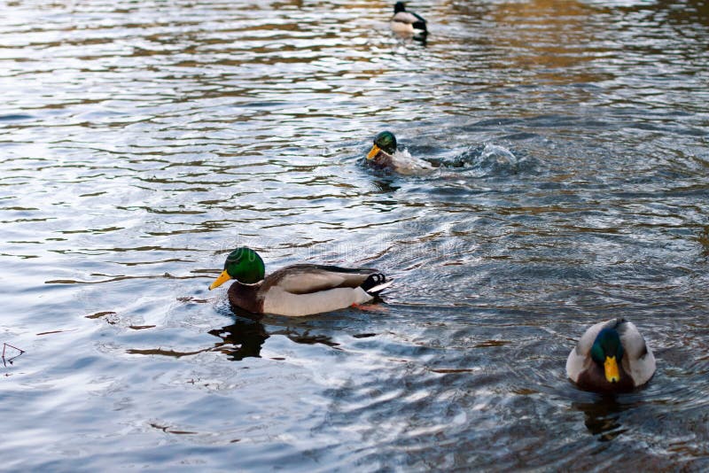 Wild Ducks Swim in the Winter River, a Corner of the Wild Nature. Stock Image Image of outdoor