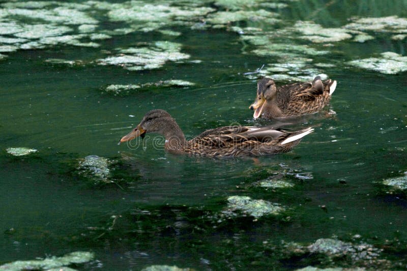 Wild ducks swimming in a pond of algae. A duck with an open beak. Ducks feed on algae in a lake. Male mallard duck beak open stock images, royalty-free photos and pictures
