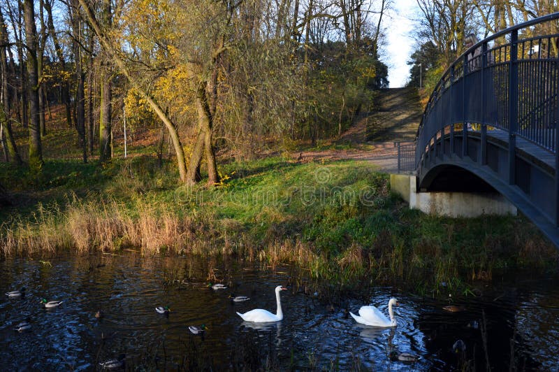 Wild ducks and whte swans swimming under the bridge stock photo Wild ducks and whte swans swimming under the bridge stock photo