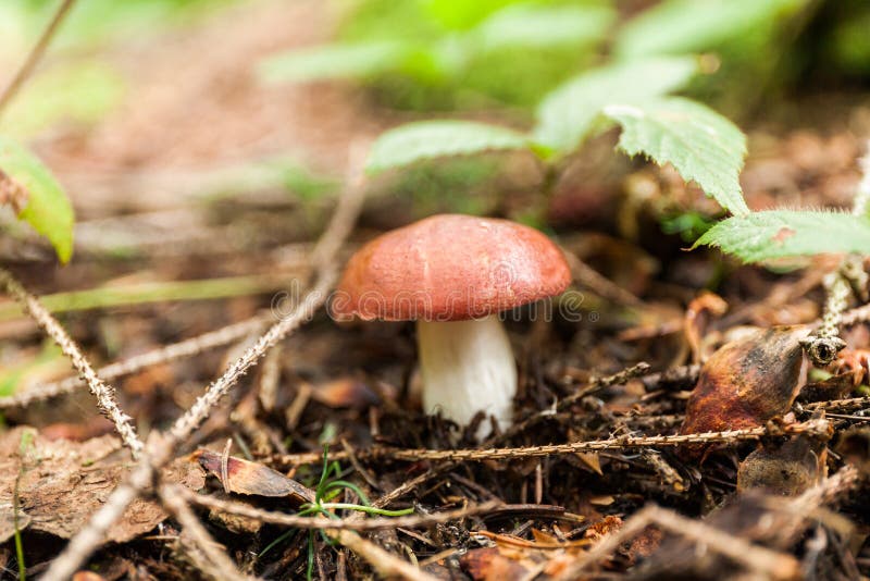 Wild edible mushroom in forest, brown fungus plant