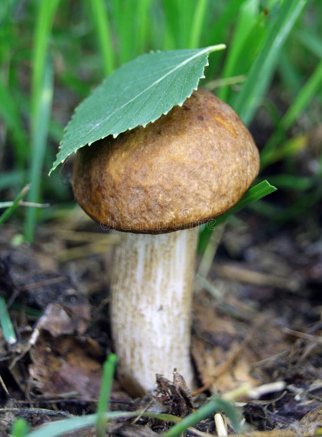 Wild edible mushrooms under a birch leaf stock photo