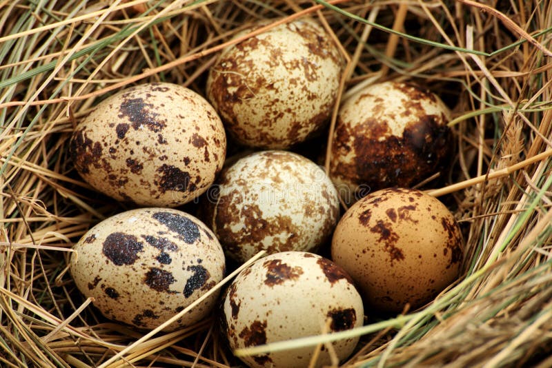 Wild Eggs Stock Image Image Of Meal Birdhouse Close 7445389 wild-eggs-stock-image-image-of-meal-birdhouse-close-7445389