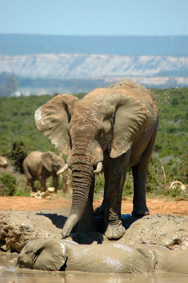 Wild Elephant