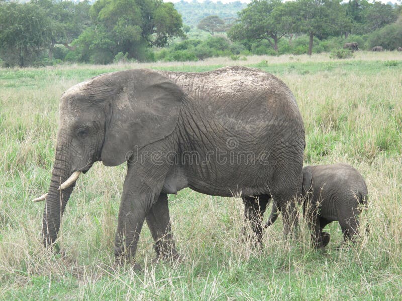 Wild Elephant in African Botswana savannah