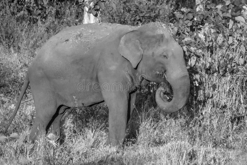 Black and white elephants stock image. Image of little 114545123