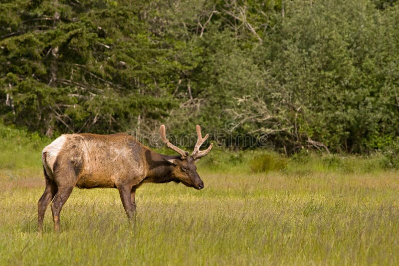 Wild Elk in field