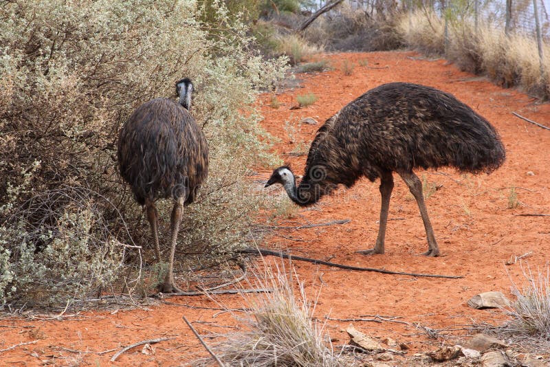 Wild emus in the red desert (Outback) of Australia