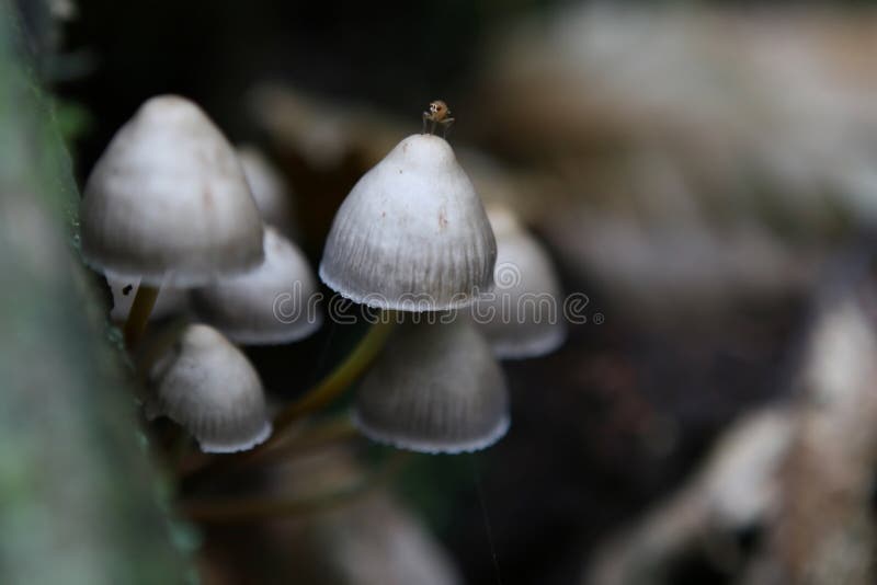 Wild english forest mushrooms growing in autumn