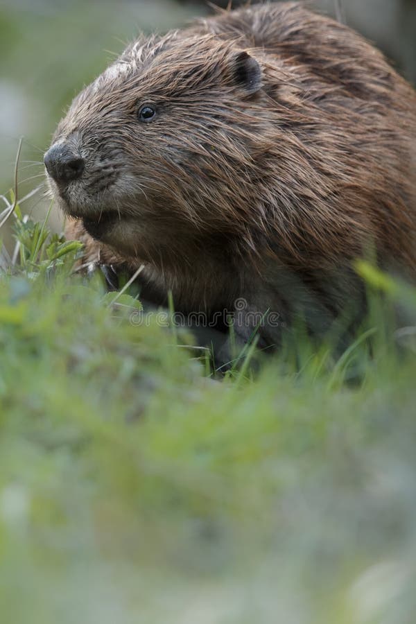 Wild european beaver in the beautiful nature habitat in Czech Republic, castor fiber