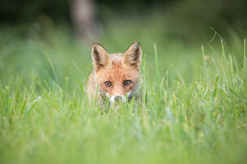 Divoká líška obyčajná Vulpes vulpes medzi vysokou trávou.