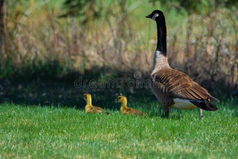 Family of gooses in a field in spring