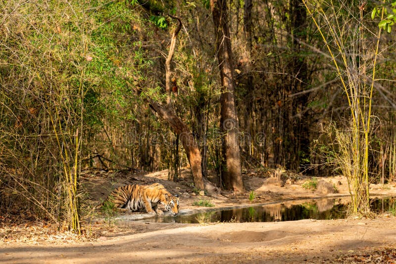 Wild female bengal tiger quenching her thirst from waterhole in morning safari at bandhavgarh national park or tiger reserve