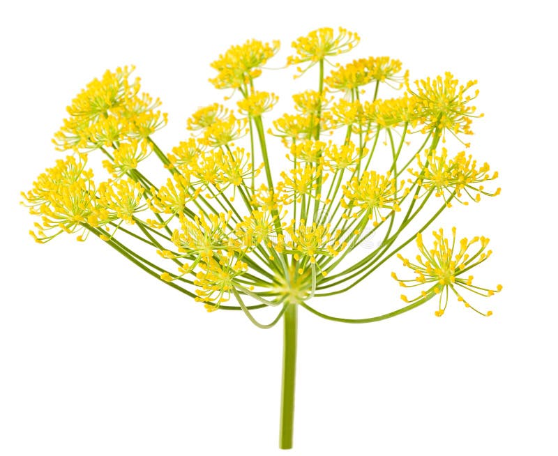 Wild fennel flowers stock image. Image of blossom, aromatic 33257453