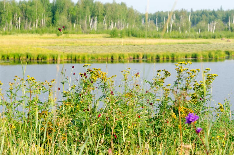 Selvaggio colorato fiori crescita autunno sul da Acqua da settentrionale un betulla foresta paludi nel pomeriggio.