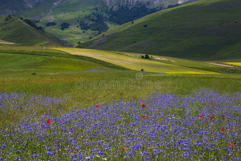 Wild field of cornflowers in Castelluccio di Norcia, Umbria