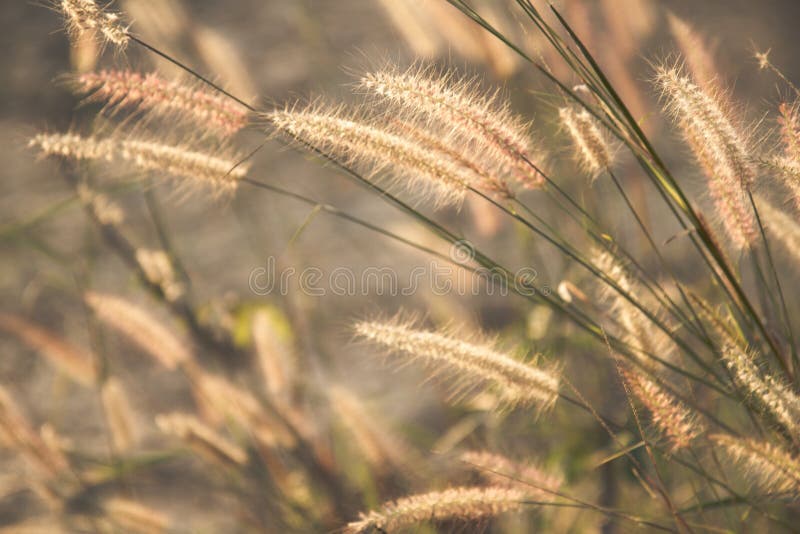 Wild field of grass on sunset, soft sun rays, warm toning, lens